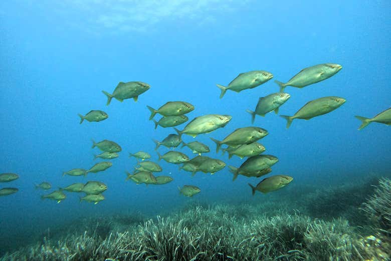 Veremos diferentes peces mediterráneos
