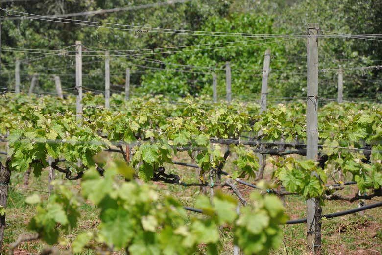 Viñedos en Hort Sant Patrici