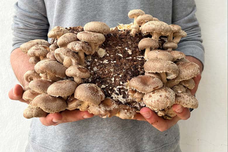 Aprenderemos cómo se cultivan las setas
