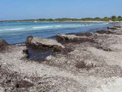 La Posidonia: Algas