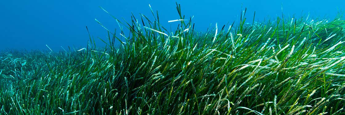 La posidonia oceánica