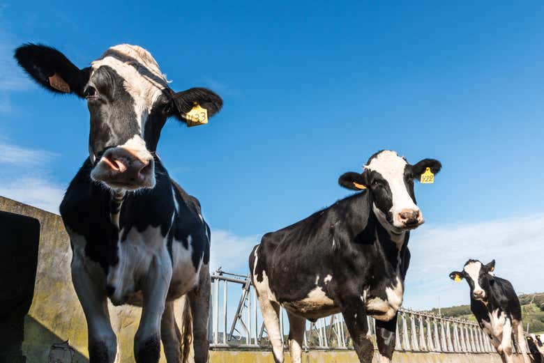 Vacas frisonas